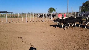  19 Novillitos Holando Argentino en Porteña, Córdoba 