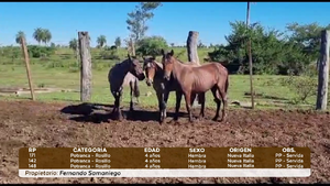  LOTE 19