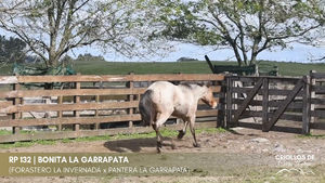 BONITA LA GARRAPATA — Escritorio Alori y Cia.