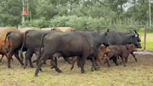  9 Vaquillonas C/ cria