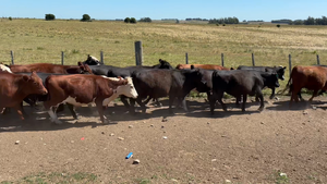 84 Novillos 2 a 3 años