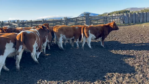  40 Vaquilla Engorda en Coyhaique, XI Región Aysén
