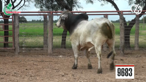  Toros Brahman