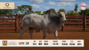 Lote 19 — Sola Marca SA