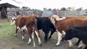  59 Vacas de invernar en La Paz, Entre Ríos