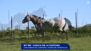  Canica de La Pastoril