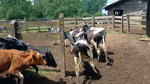  30 Ternera en Frutillar, X Región Los Lagos