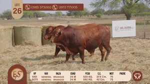  TOROS BRANGUS 24 MESES