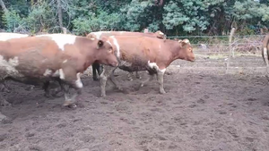  20 Novillo Gordo en Cabrero, VIII Región Biobío