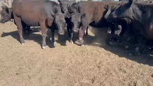  40 Vaquillonas preñadas en Tres Arroyos