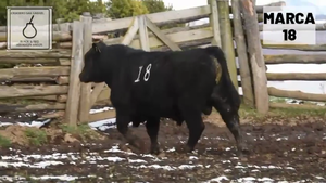  1 Toro