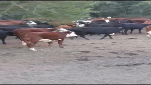  35 Vacas nuevas C/ gtia de preñez en Entre Ríos, La Paz