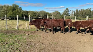  TERNEROS