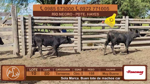  Lote 10