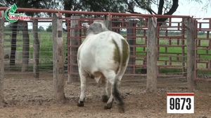  Toros Brahman
