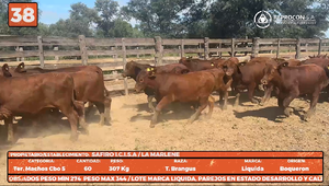  LOTE 38