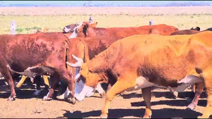  32 Vacas CUT preñadas en Corrientes, Goya