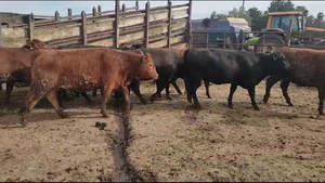  25 Vaquilla Gorda en Los Ángeles, VIII Región Biobío