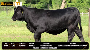  LOTE 11