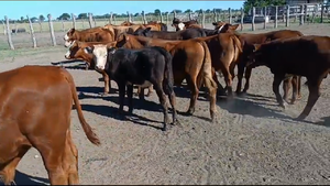  65 Terneros/as en Entre Ríos, Las Tunas