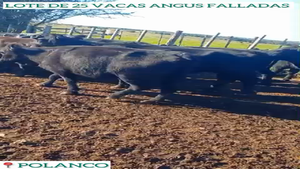  25 Vacas Angus Falladas
