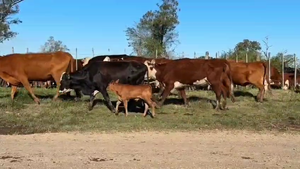  56 Vacas CUT con cría