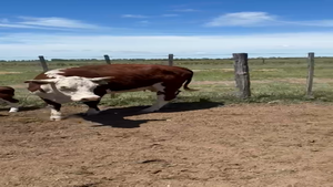  30 Vacas con Cría  en Villarino