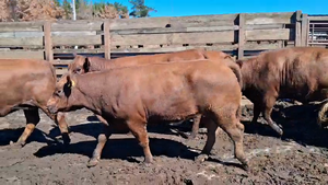  20 Vaquilla Gorda en Los Ángeles, VIII Región Biobío