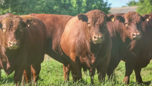  14 Toros Red Angus