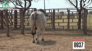  Brahman