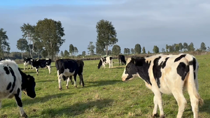  50 Novillo Engorda en Puerto Varas, X Región Los Lagos