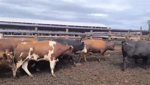  20 Vaquilla Gorda en Los Ángeles, VIII Región Biobío