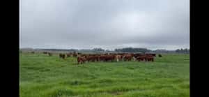  Campo de 158 Has