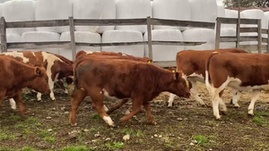  50 Vaquilla Engorda en Río Bueno, XIV Región Los Ríos