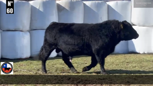  1 Toro