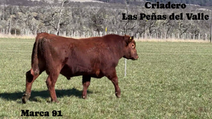  1 Toro