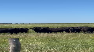  27 Vaquillonas Preñadas en Mar Del Plata