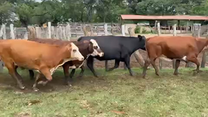  30 Vacas CUT preñadas en Ituzaingó, Corrientes