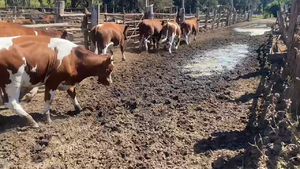  40 Novillo Gordo en Melipilla, Región Metropolitana