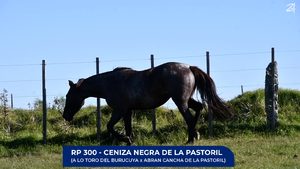  Ceniza Negra de La Pastoril