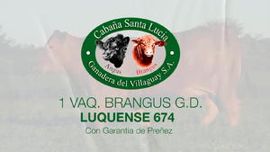  1 Vaquillonas preñadas