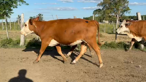  61 Vacas Preñadas y Paridas