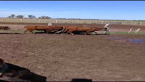  40 Vacas de invernar en Esquina, Corrientes