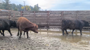  20 Vaquilla Gorda en Los Ángeles, VIII Región Biobío
