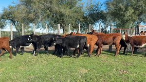  TERNERAS