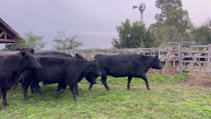  17 Vaquillonas C/ gtia de preñez