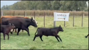  98 Vacas nuevas C/ cria