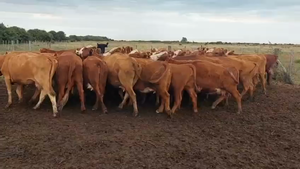  37 Vacas medio uso C/ gtia de preñez