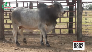  Brahman