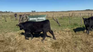  55 Terneros/as Los Toldos